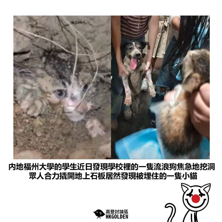 【內地福州大學的學生近日發現學校裡的一隻流浪狗焦急地挖洞 眾人合力撬開地上石板居然發現被埋住的一隻小貓】