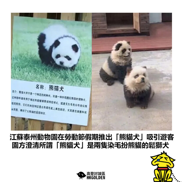 【江蘇泰州動物園在勞動節假期推出「熊貓犬」吸引遊客 園方澄清所謂「熊貓犬」是兩隻染毛扮熊貓的鬆獅犬】