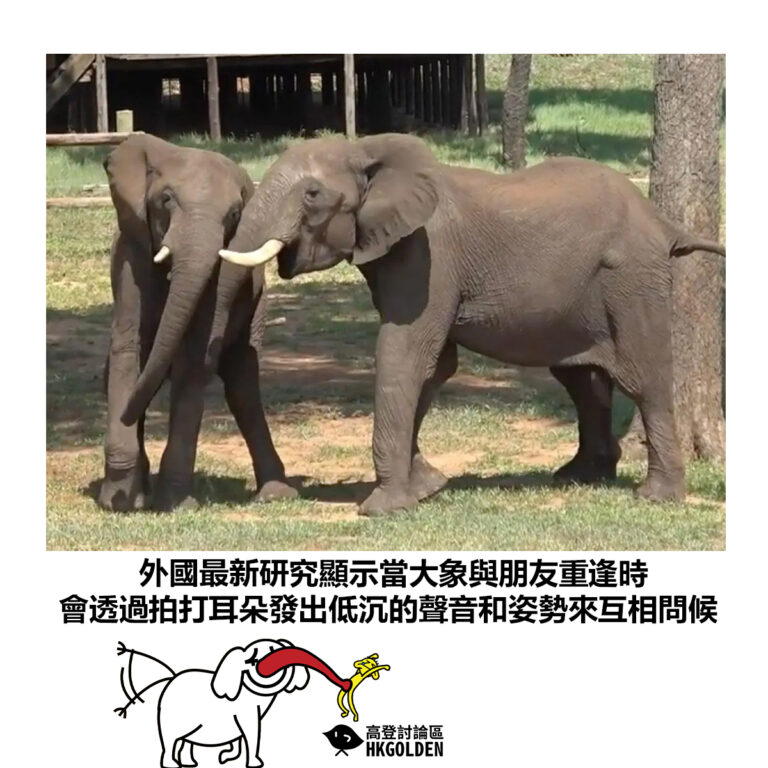 【外國最新研究顯示當大象與朋友重逢時 會透過拍打耳朵發出低沉的聲音和姿勢來互相問候】
