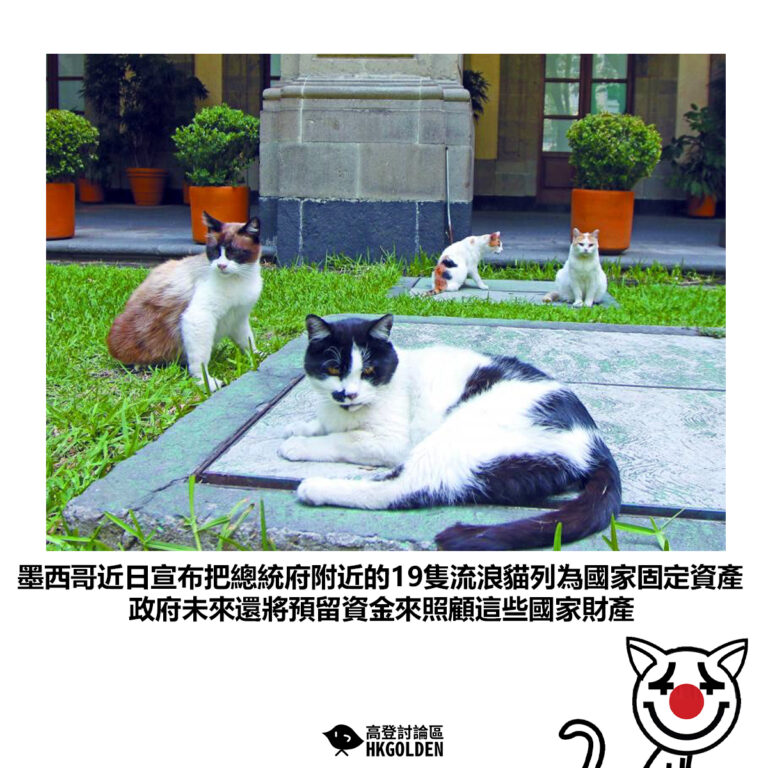 【墨西哥近日宣布把總統府附近的19隻流浪貓列為國家固定資產政府未來還將預留資金來照顧這些國家財產】
