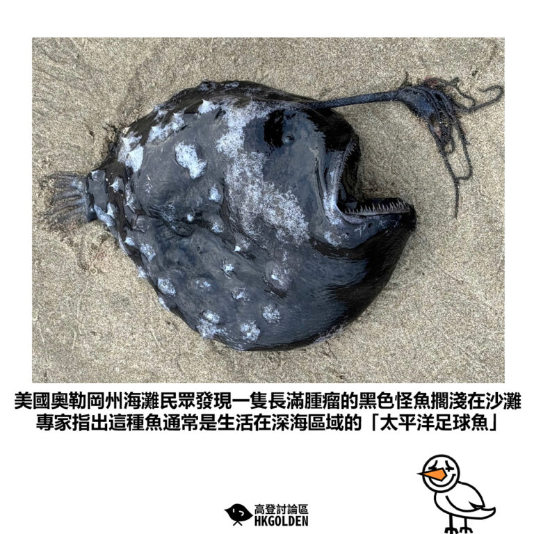 【美國奧勒岡州海灘民眾發現一隻長滿腫瘤的黑色怪魚擱淺在沙灘專家指出這種魚通常是生活在深海區域的「太平洋足球魚」】