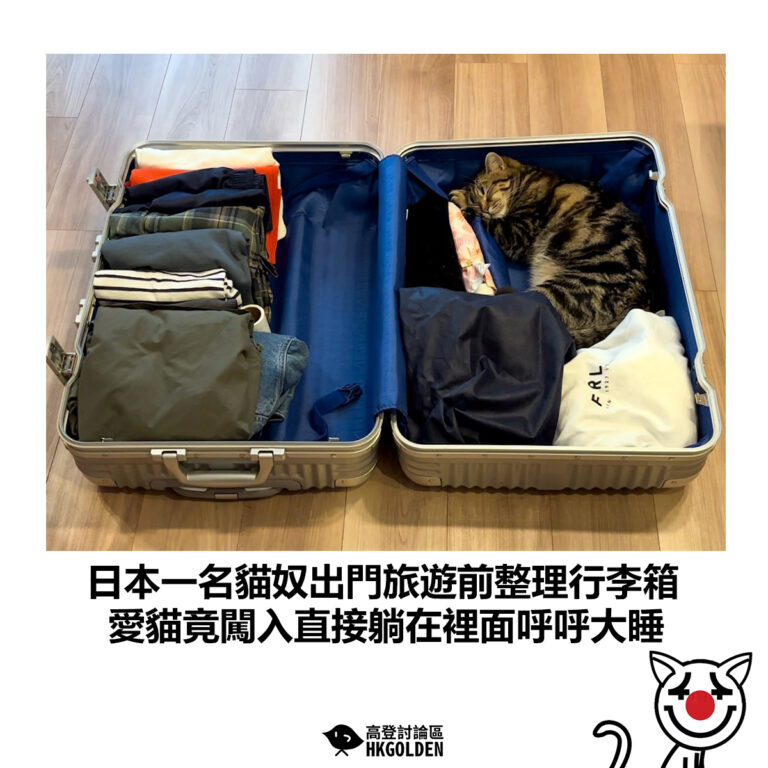 【日本一名貓奴出門旅遊前整理行李箱 愛貓竟闖入直接躺在裡面呼呼大睡】
