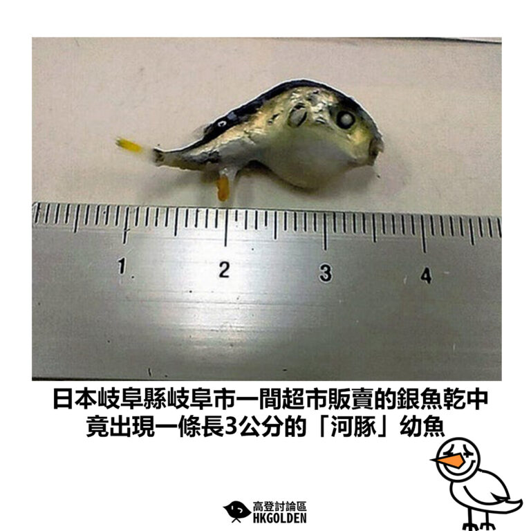 【日本岐阜縣岐阜市一間超市販賣的銀魚乾中 竟出現一條長3公分的「河豚」幼魚】