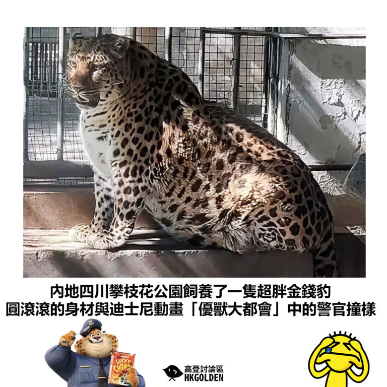 【內地四川攀枝花公園飼養了一隻超胖金錢豹 圓滾滾的身材與迪士尼動畫「優獸大都會」中的警官撞樣】