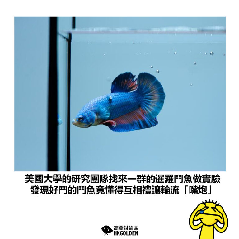 【美國大學的研究團隊找來一群的暹羅鬥魚做實驗 發現好鬥的鬥魚竟懂得互相禮讓輪流「嘴炮」】