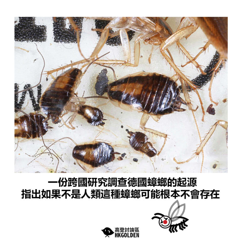 【一份跨國研究調查德國蟑螂的起源  指出如果不是人類這種蟑螂可能根本不會存在】