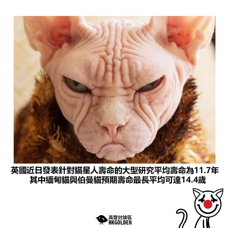 【英國近日發表針對貓星人壽命的大型研究平均壽命為11.7年 其中緬甸貓與伯曼貓預期壽命最長平均可達14.4歲】