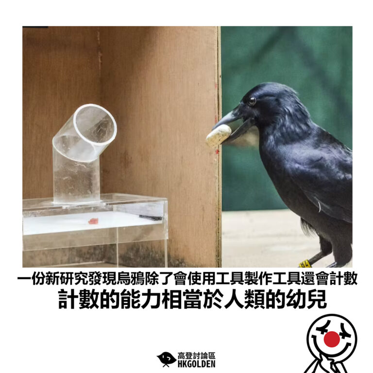 【一份新研究發現烏鴉除了會使用工具製作工具還會計數 計數的能力相當於人類的幼兒】