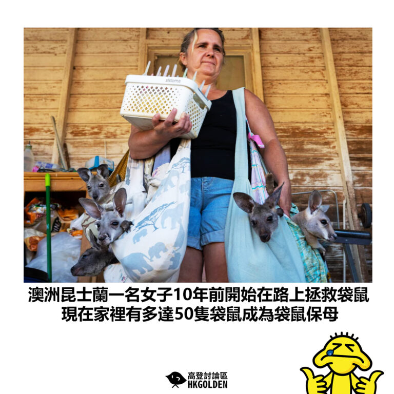 【澳洲昆士蘭一名女子10年前開始在路上拯救袋鼠 現在家裡有多達50隻袋鼠成為袋鼠保母】
