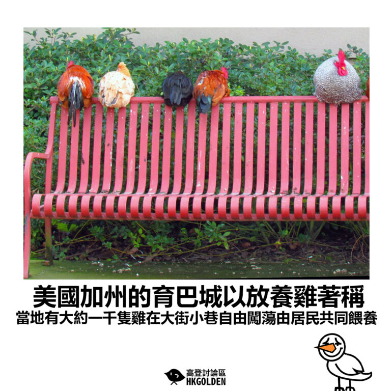 【美國加州的育巴城以放養雞著稱 當地有大約一千隻雞在大街小巷自由闖蕩由居民共同餵養】