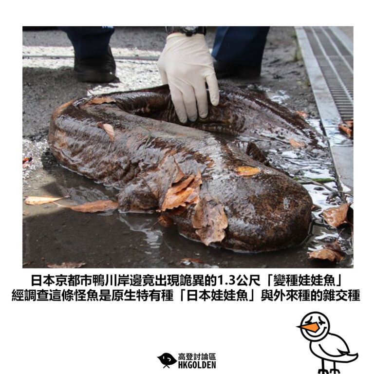 【日本京都市鴨川岸邊竟出現詭異的1.3公尺「變種娃娃魚」 經調查這條怪魚是原生特有種「日本娃娃魚」與外來種的雜交種】