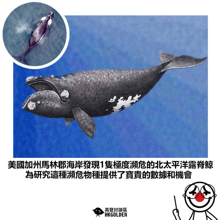【美國加州馬林郡海岸發現1隻極度瀕危的北太平洋露脊鯨 為研究這種瀕危物種提供了寶貴的數據和機會】