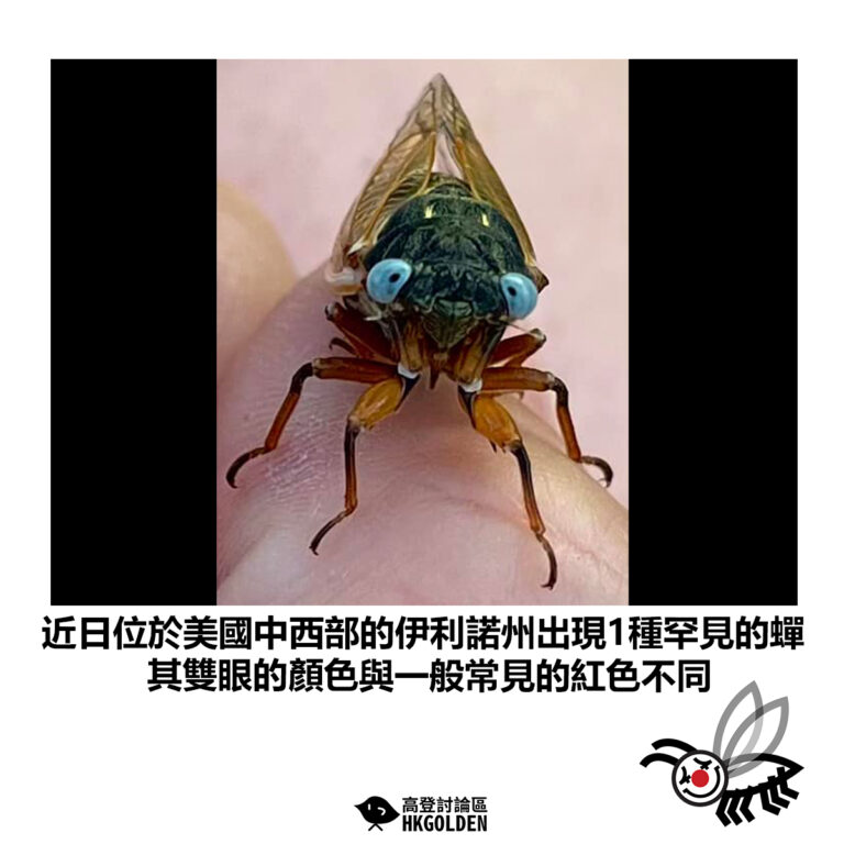 【近日位於美國中西部的伊利諾州出現1種罕見的蟬 其雙眼的顏色與一般常見的紅色不同】
