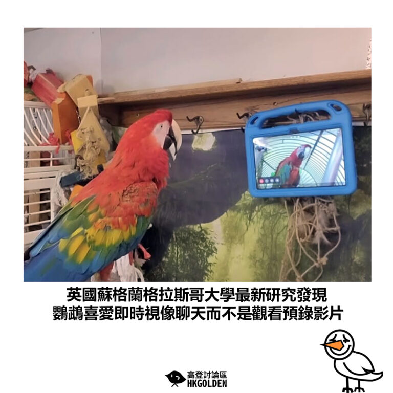 【英國蘇格蘭格拉斯哥大學最新研究發現 鸚鵡喜愛即時視像聊天而不是觀看預錄影片】