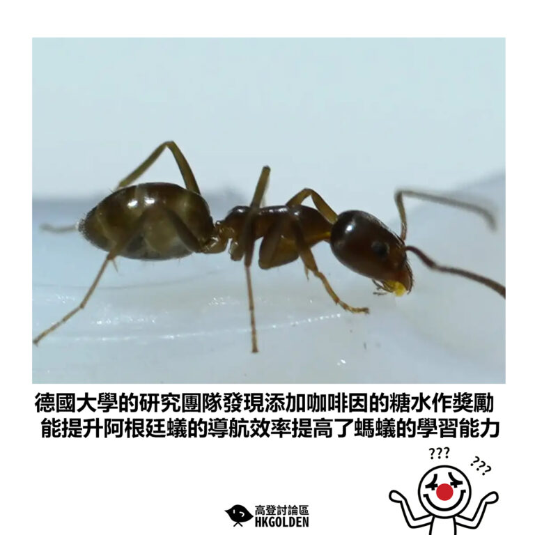 【德國大學的研究團隊發現添加咖啡因的糖水作獎勵 能提升阿根廷蟻的導航效率提高了螞蟻的學習能力】