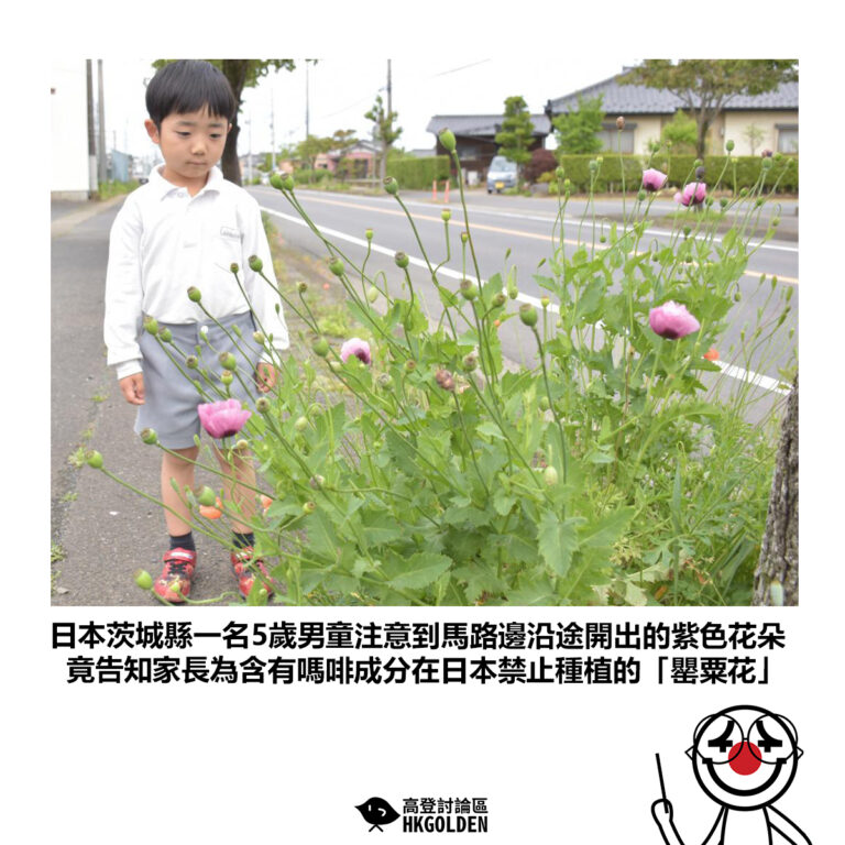 【日本茨城縣一名5歲男童注意到馬路邊沿途開出的紫色花朵 竟告知家長為含有嗎啡成分在日本禁止種植的「罌粟花」】