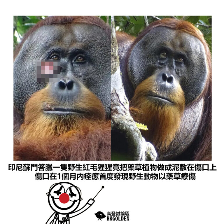 【印尼蘇門答臘一隻野生紅毛猩猩竟把藥草植物做成泥敷在傷口上傷口在1個月內痊癒首度發現野生動物以藥草療傷】