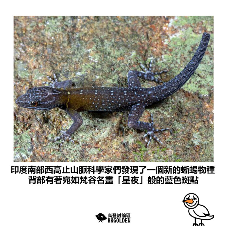 【印度南部西高止山脈科學家們發現了一個新的蜥蜴物種 背部有著宛如梵谷名畫「星夜」般的藍色斑點】