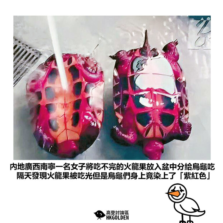 【內地廣西南寧一名女子將吃不完的火龍果放入盆中分給烏龜吃 隔天發現火龍果被吃光但是烏龜們身上竟染上了「紫紅色」】