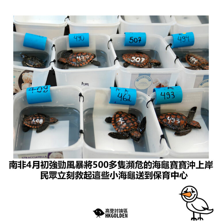 【南非4月初強勁風暴將500多隻瀕危的海龜寶寶沖上岸 民眾立刻救起這些小海龜送到保育中心】
