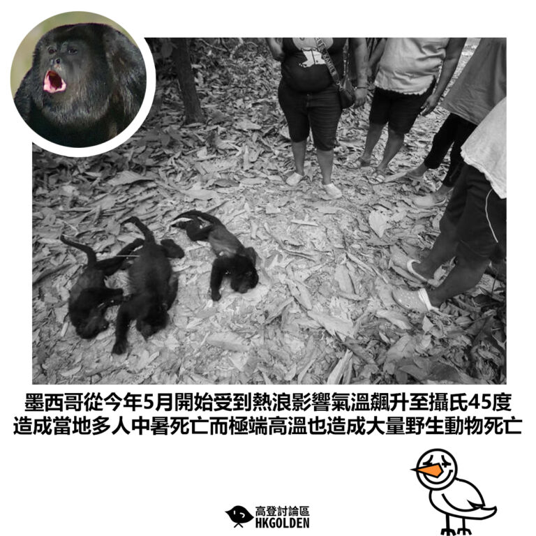 【墨西哥從今年5月開始受到熱浪影響氣溫飆升至攝氏45度 造成當地多人中暑死亡而極端高溫也造成大量野生動物死亡】