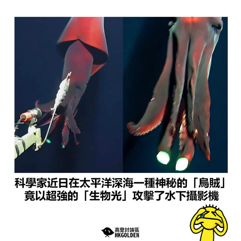 【科學家近日在太平洋深海一種神秘的「烏賊」 竟以超強的「生物光」攻擊了水下攝影機】