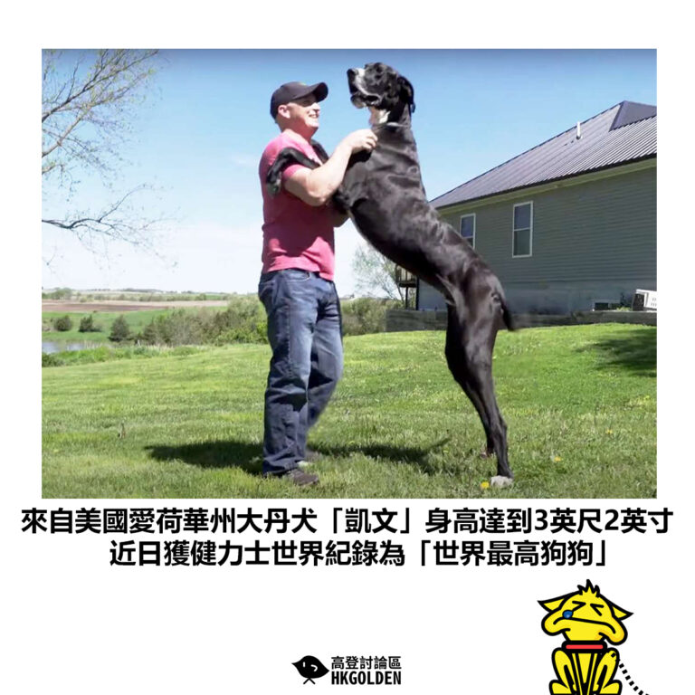 【來自美國愛荷華州大丹犬「凱文」身高達到3英尺2英寸 近日獲健力士世界紀錄為「世界最高狗狗」】