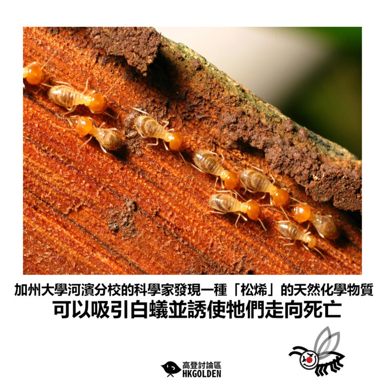 【加州大學河濱分校的科學家發現一種「松烯」的天然化學物質 可以吸引白蟻並誘使牠們走向死亡】