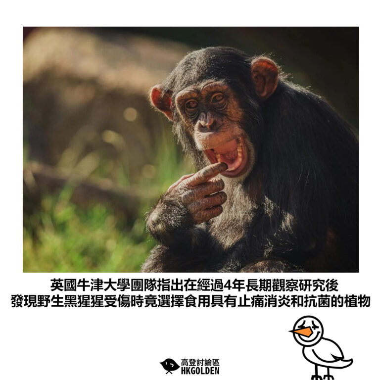 【英國牛津大學團隊指出在經過4年長期觀察研究後 發現野生黑猩猩受傷時竟選擇食用具有止痛消炎和抗菌的植物】