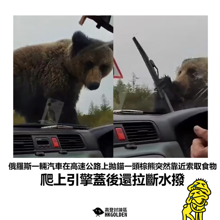 【俄羅斯一輛汽車在高速公路上拋錨一頭棕熊突然靠近索取食物 爬上引擎蓋後還拉斷水撥】