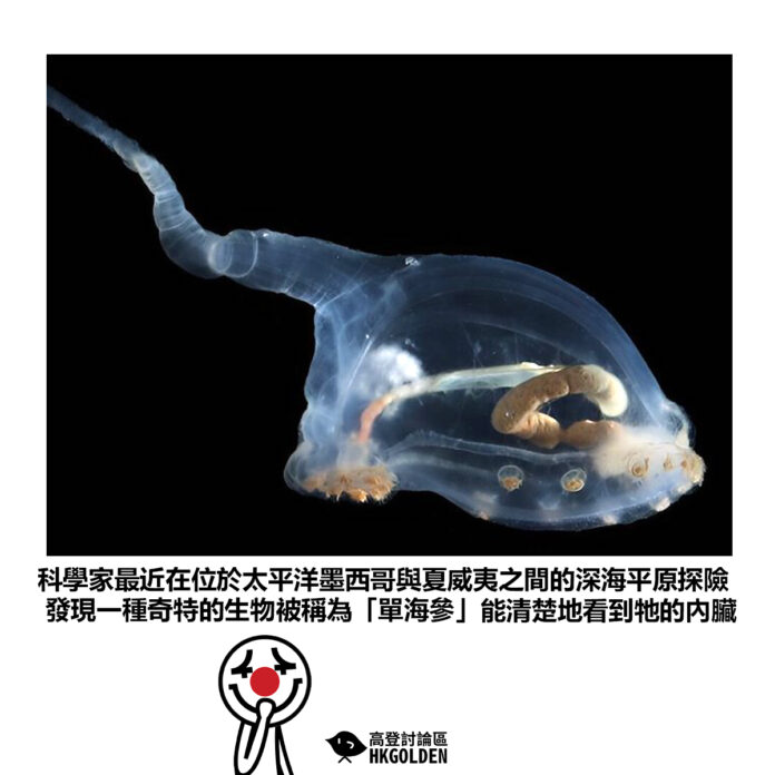 dsgbdsgag
