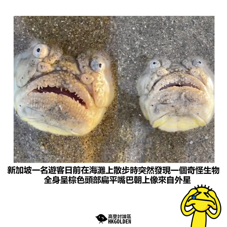【新加坡一名遊客日前在海灘上散步時突然發現一個奇怪生物 全身呈棕色頭部扁平嘴巴朝上像來自外星的生物】