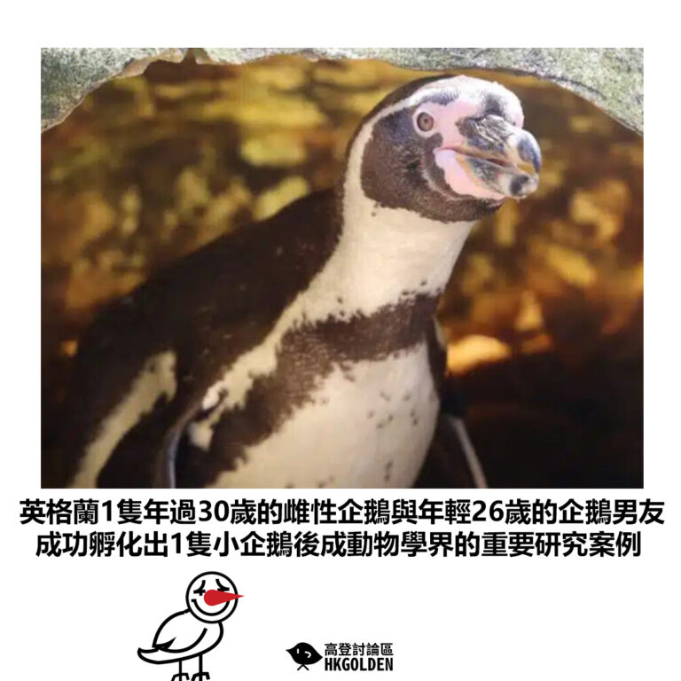 【英格蘭1隻年過30歲的雌性企鵝與年輕26歲的企鵝男友 成功孵化出1隻小企鵝後成動物學界的重要研究案例】