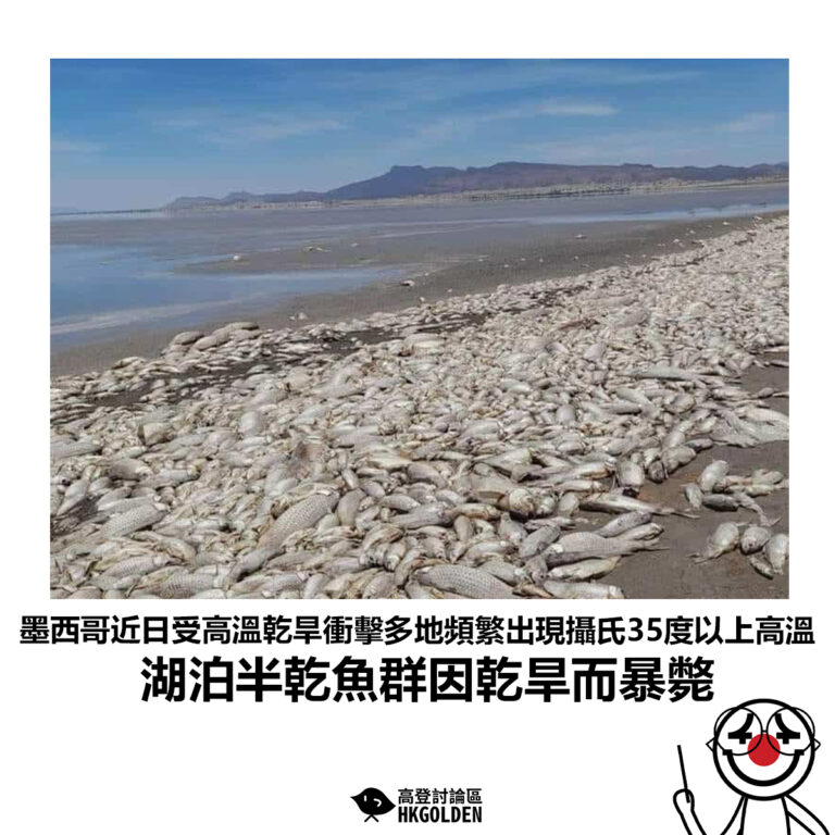【墨西哥近日受高溫乾旱衝擊多地頻繁出現攝氏35度以上高溫 湖泊半乾魚群因乾旱而暴斃】
