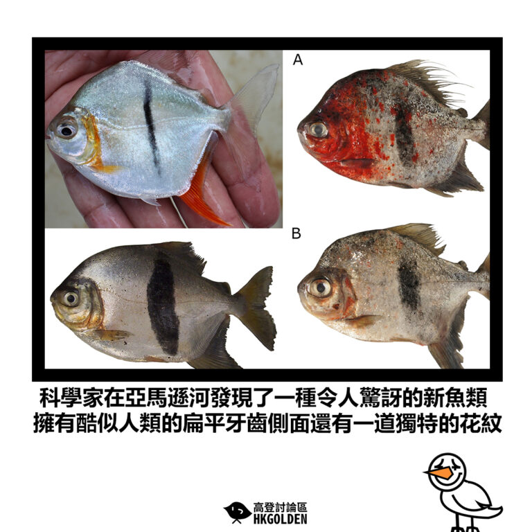 【科學家在亞馬遜河發現了一種令人驚訝的新魚類 擁有酷似人類的扁平牙齒側面還有一道獨特的花紋】