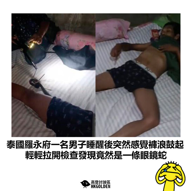 【泰國羅永府一名男子睡醒後突然感覺褲浪鼓起  輕輕拉開檢查發現竟然是一條眼鏡蛇】
