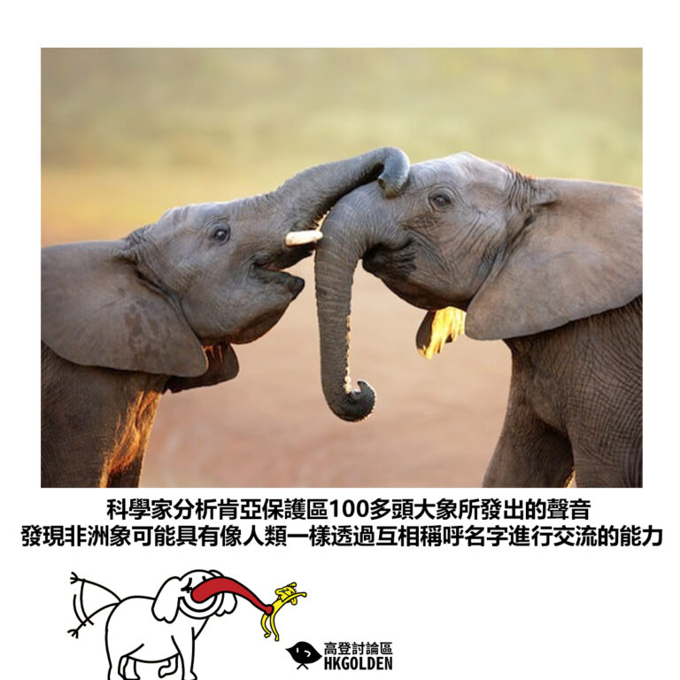 【科學家分析肯亞保護區100多頭大象所發出的聲音 發現非洲象可能具有像人類一樣透過互相稱呼名字進行交流的能力】
