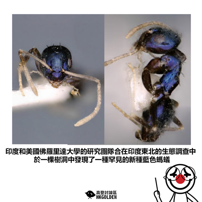 【印度和美國佛羅里達大學的研究團隊合在印度東北的生態調查中於一棵樹洞中發現了一種罕見的新種藍色螞蟻】