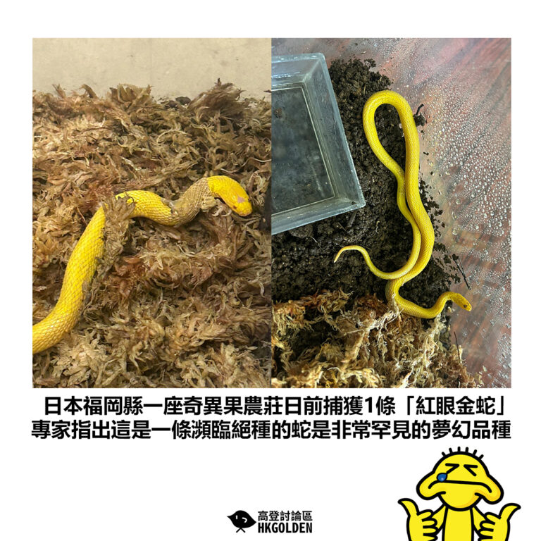 【日本福岡縣一座奇異果農莊日前捕獲1條「紅眼金蛇」專家指出這是一條瀕臨絕種的蛇是非常罕見的夢幻品種】