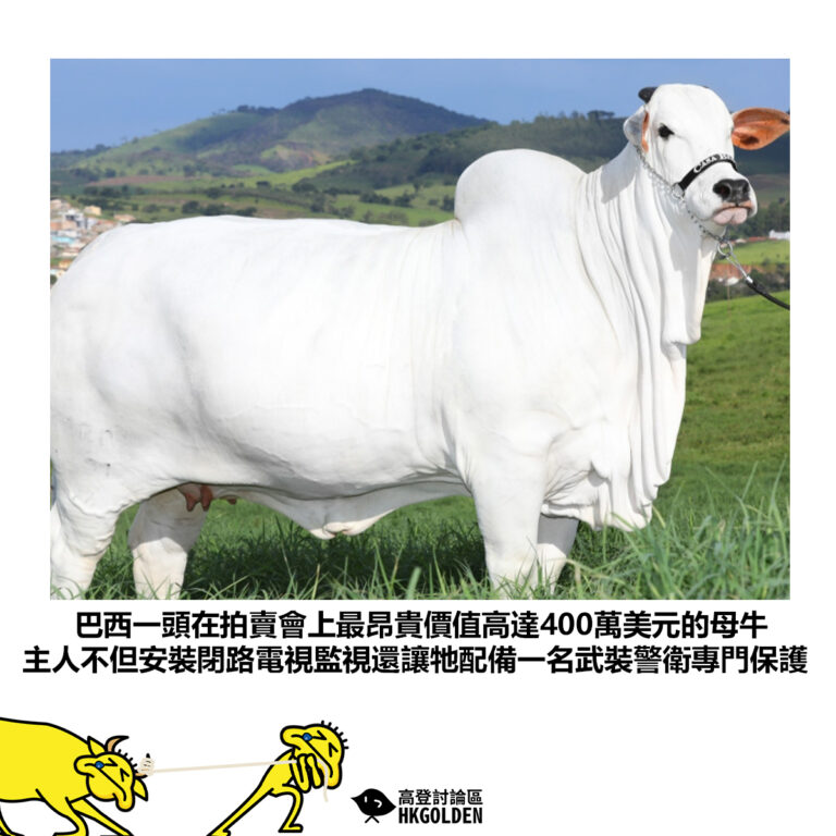 【巴西一頭在拍賣會上最昂貴價值高達400萬美元的母牛 主人不但安裝閉路電視監視還讓牠配備一名武裝警衛專門保護】