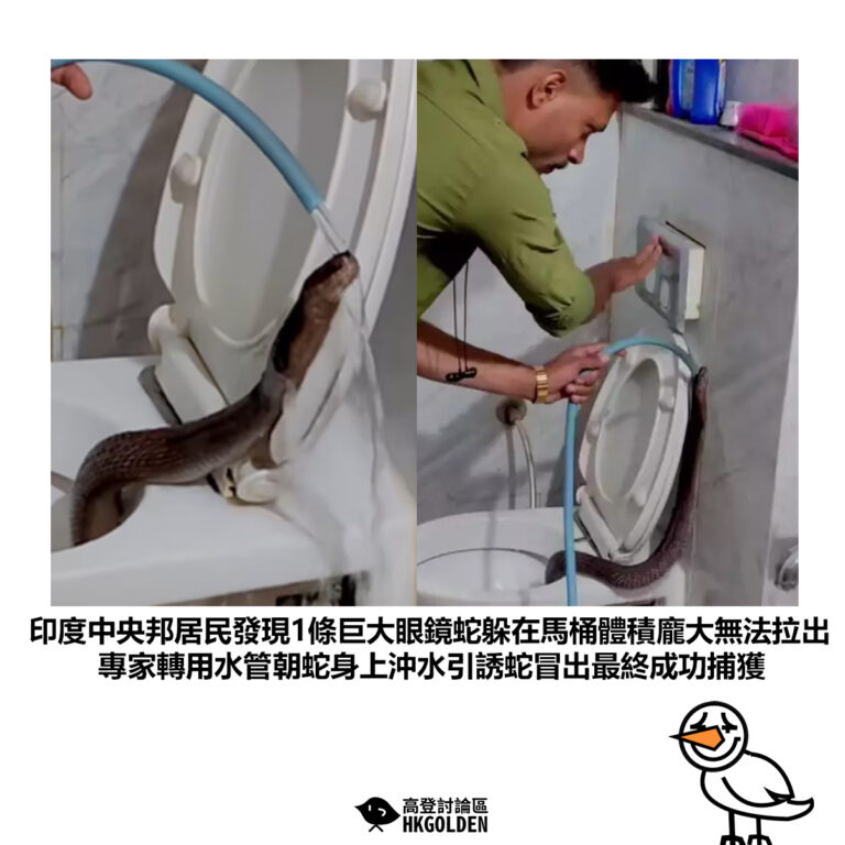 【印度中央邦居民發現1條巨大眼鏡蛇躲在馬桶體積龐大無法拉出專家轉用水管朝蛇身上沖水引誘蛇冒出最終成功捕獲】