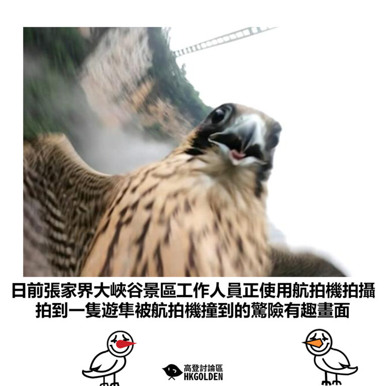【日前張家界大峽谷景區工作人員正使用航拍機拍攝 拍到一隻遊隼被航拍機撞到的驚險有趣畫面】