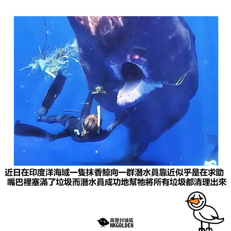 【近日在印度洋海域一隻抹香鯨向一群潛水員靠近似乎是在求助 嘴巴裡塞滿了垃圾而潛水員成功地幫牠將所有垃圾都清理出來】