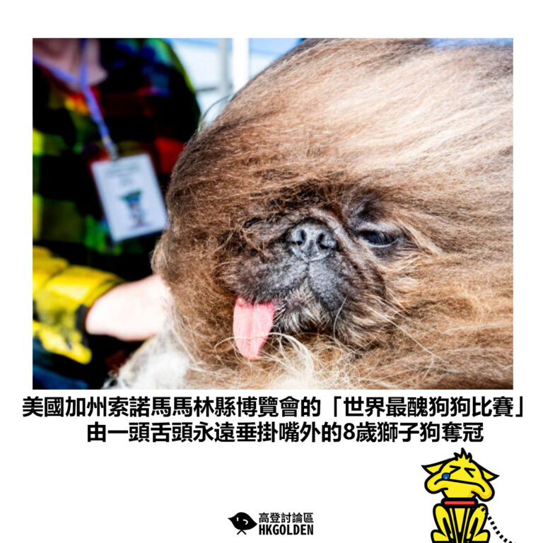 【美國加州索諾馬馬林縣博覽會的「世界最醜狗狗比賽」 由一頭舌頭永遠垂掛嘴外的8歲獅子狗奪冠】