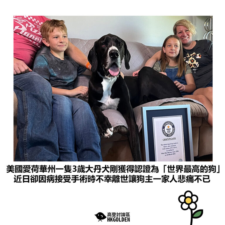 【美國愛荷華州一隻3歲大丹犬剛獲得認證為「世界最高的狗」近日卻因病接受手術時不幸離世讓狗主一家人悲痛不已】