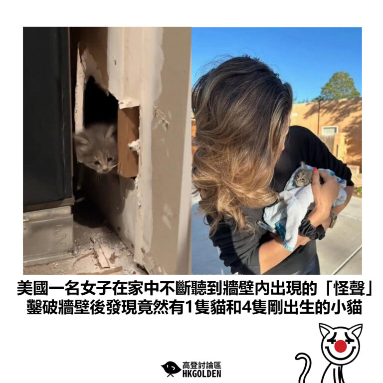 【美國一名女子在家中不斷聽到牆壁內出現的「怪聲」 鑿破牆壁後發現竟然有1隻貓和4隻剛出生的小貓】