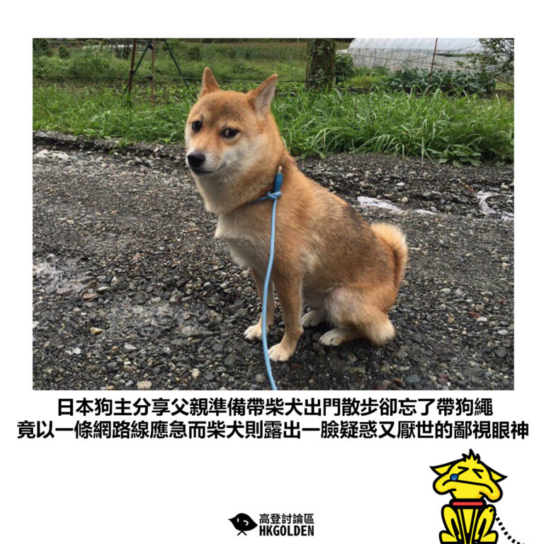 【日本狗主分享父親準備帶柴犬出門散步卻忘了帶狗繩 竟以一條網路線應急而柴犬則露出一臉疑惑又厭世的鄙視眼神】