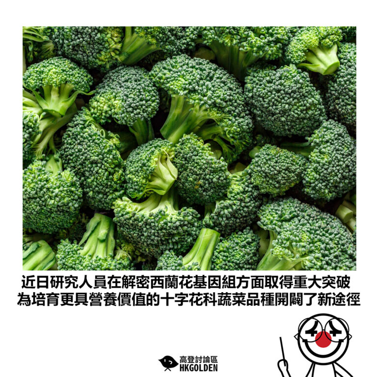 【近日研究人員在解密西蘭花基因組方面取得重大突破 為培育更具營養價值的十字花科蔬菜品種開闢了新途徑】