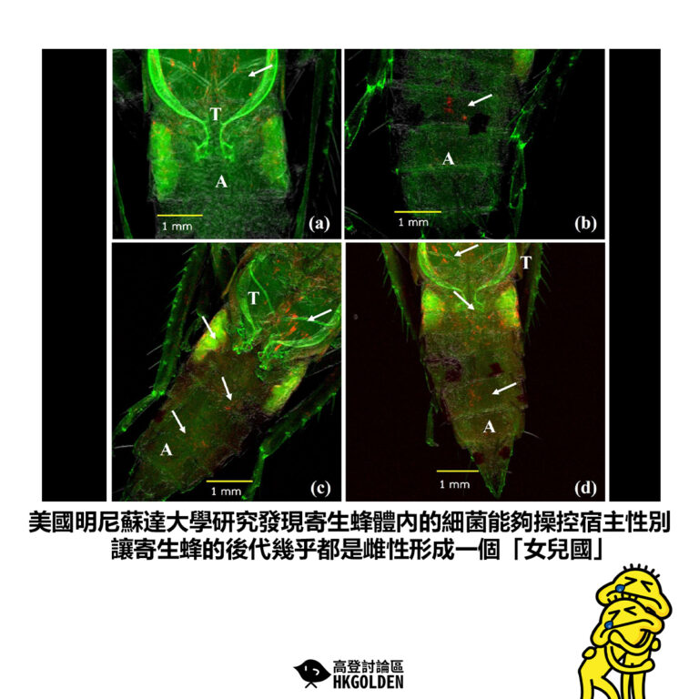 【美國明尼蘇達大學研究發現寄生蜂體內的細菌能夠操控宿主性別讓寄生蜂的後代幾乎都是雌性形成一個「女兒國」】