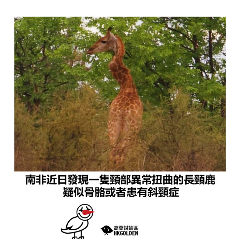 【南非近日發現一隻頸部異常扭曲的長頸鹿 疑似骨骼或者患有斜頸症】